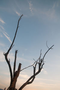 Low angle view of bare tree against sky