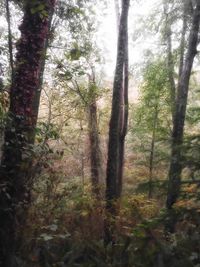 Trees in forest