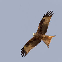 Low angle view of red kite flying in sky