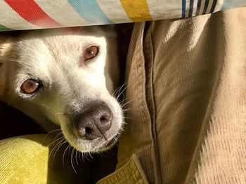 Cropped image of person with dog
