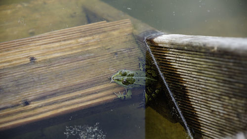 High angle view of wood with reflection in water