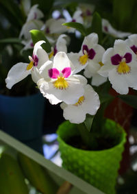 Close-up of frangipani blooming outdoors