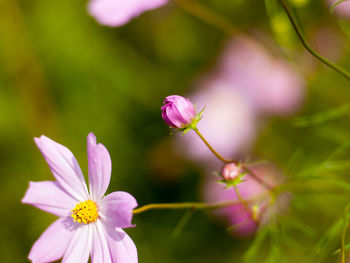 Close-up of pink flowering plant