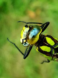 Close-up of insect on leaf