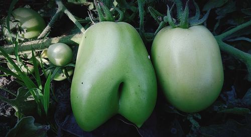 Close-up of fruits