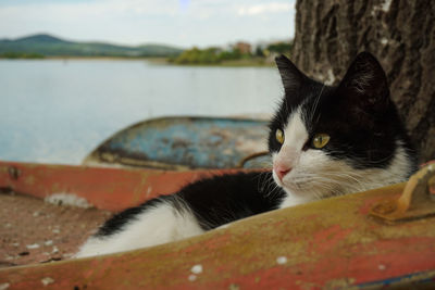 Close-up of cat