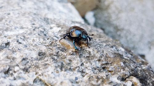 Close-up of insect