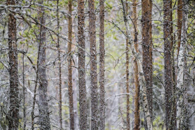 Close-up of pine trees in forest