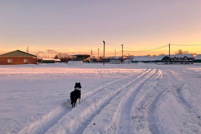 Dog on snow against sky during sunset