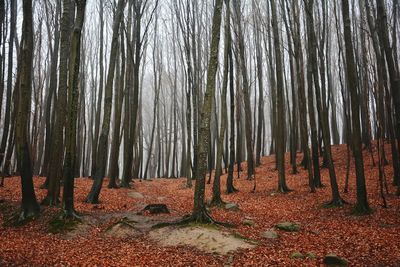 Trees in forest during autumn