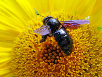 Close-up of insect pollinating on yellow flower