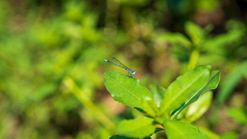 Close-up of insect on leaf