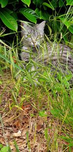 Grass in a field