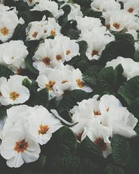 Close-up of white flowers