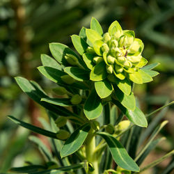 Close-up of flower blooming outdoors