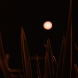 Close-up of illuminated plant against sky at night