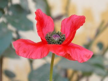 Cultivated red poppy with crinkled petals flower