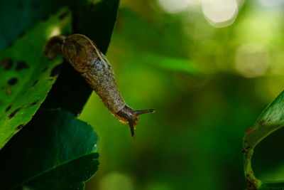 Portrait of slug attaching to a leaf