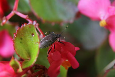 Close-up of insect on pink flower