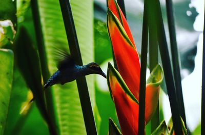 Close-up of parrot perching on red leaf