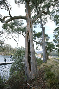 Trees by river against sky