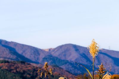 Close-up of flowering plant against mountain