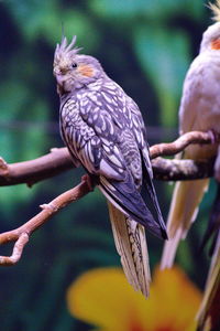 Close-up of bird perching on branch