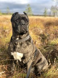 Portrait of dog sitting on field