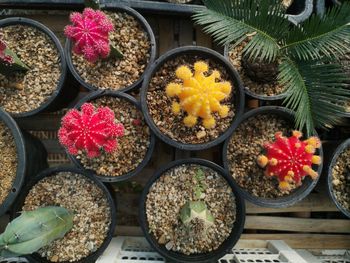 High angle view of various flowers in bowl