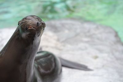 Close-up of turtle against blurred background