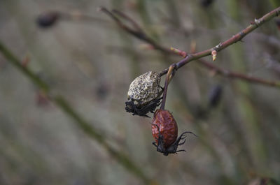 Close-up of red berries on plant