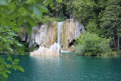 Scenic view of trees