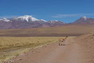 Guanaco crossing gravel road by volcanic mountains against blue sky