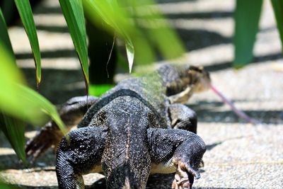 Close-up of a lizard