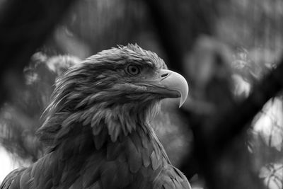 Close-up of eagle