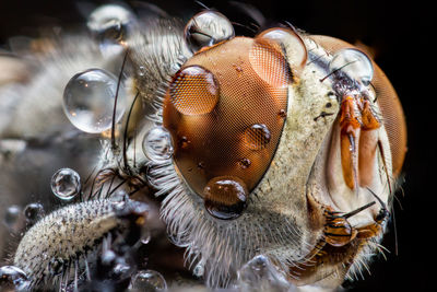 Close up of fly eyes