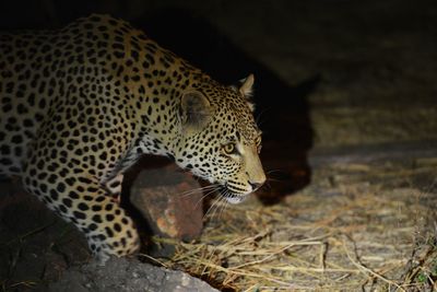 View of a cat looking away