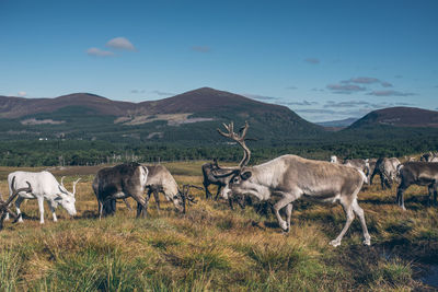 Deer on field by mountains against sky