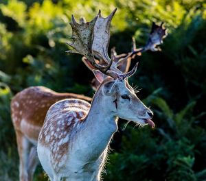 Close-up of deer in forest