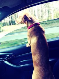 Close-up of dog hand in car