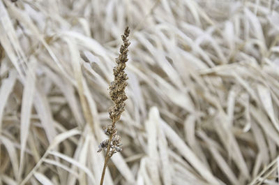 Close-up of dead plant