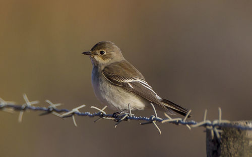 Close-up of bird perching on barbed wire