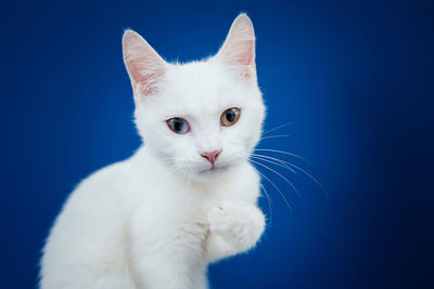 Close-up of white cat against blue background