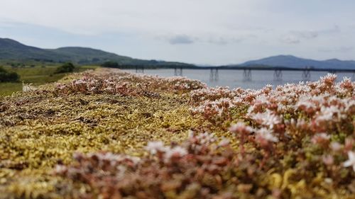 Scenic view of flowering plants on land against sky