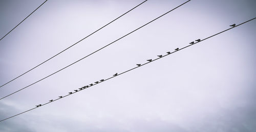 Low angle view of birds on cable against sky