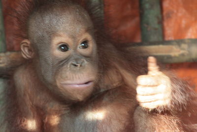 Close-up of portrait of baby orangutan