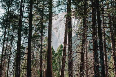 Low angle view of pine trees in forest