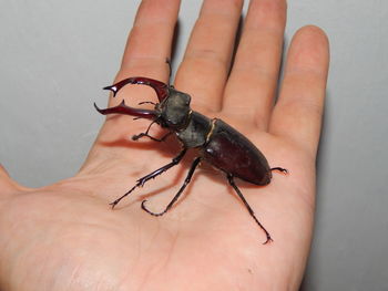 Close-up of insect on hand