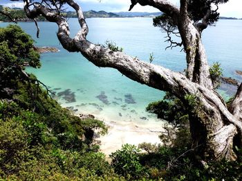 Trees growing at sea shore