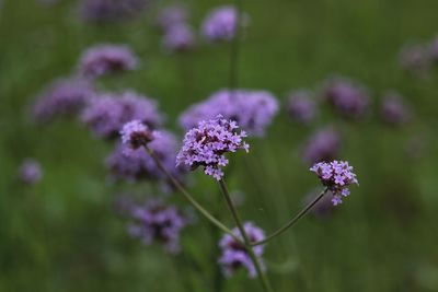 Close-up of purple flowering plants on field